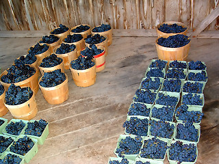Image showing Grape Harvest