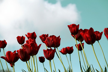 Image showing red tulips field on a blue sky