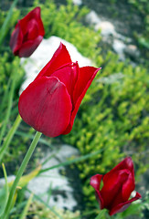 Image showing tulips