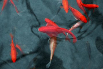 Image showing japanese red fish