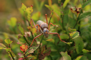 Image showing grasshopper ephippiger