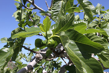 Image showing fig tree detail