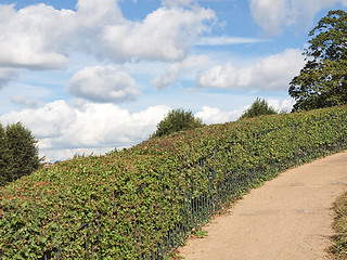 Image showing Hill hedge