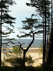 Image showing pine