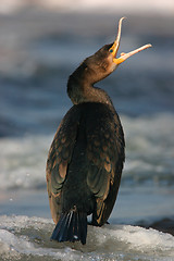 Image showing Cormorant