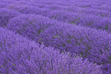 Image showing Lavender fields