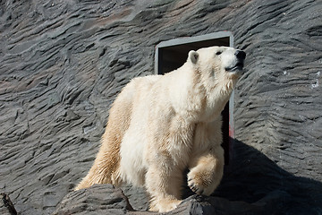 Image showing Old Polar Bear