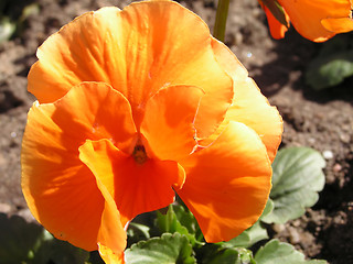 Image showing orange pansy