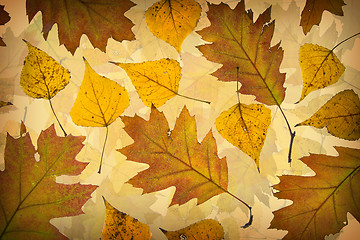 Image showing Autumn leaves background