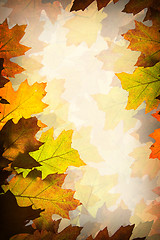 Image showing Autumn leaves background