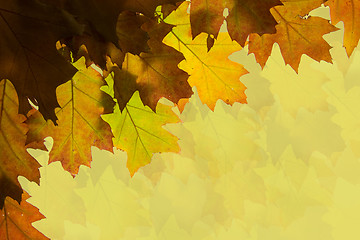 Image showing Autumn leaves background