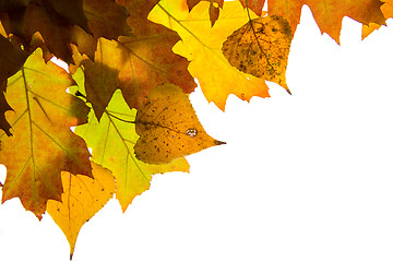 Image showing Autumn leaves background