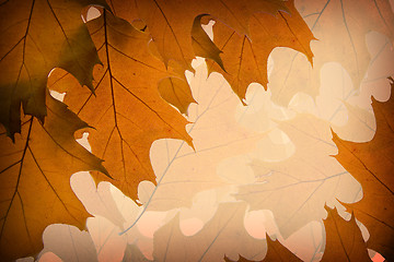 Image showing Autumn leaves background