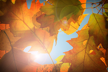 Image showing Autumn leaves background