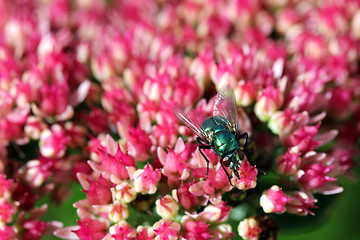 Image showing Greenbottle fly on Sedum Flowers