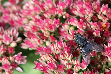 Image showing Red-eyed Fly on Pink Sedum Flowers