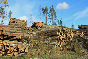 Image showing Logging in Autumn Forest
