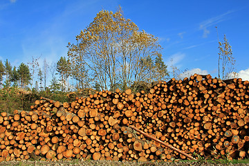 Image showing Large Pile of Wooden Logs
