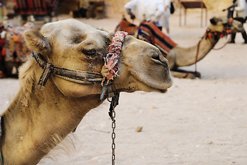 Image showing Camels