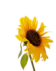 Image showing Sunflower