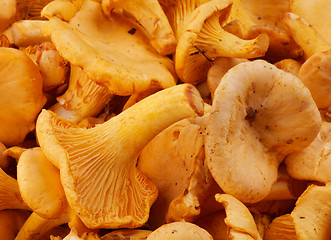 Image showing Raw Chanterelles
