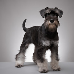 Image showing  Miniature Schnauzer 5 months old