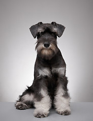 Image showing five month old miniature schnauzer puppy