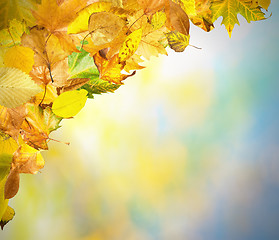 Image showing Border of autumn leaves