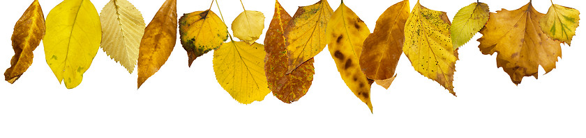 Image showing Border of autumn leaves