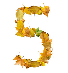 Image showing Number five made of autumn leaves.