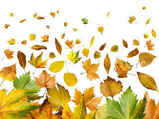 Image showing Border of autumn leaves