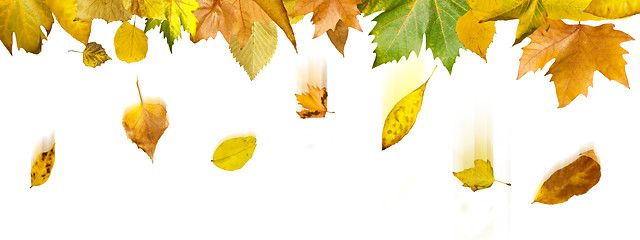 Image showing Border of autumn leaves