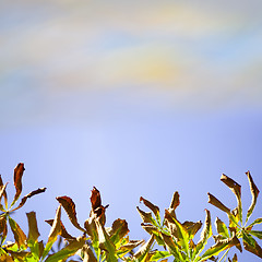 Image showing Natural background with autumn leaves