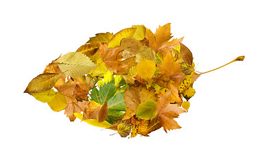 Image showing Autumn leaves set. White isolated