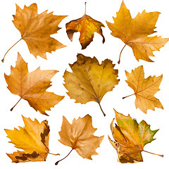 Image showing Autumn leaves set. White isolated