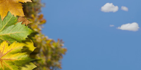 Image showing Natural background with autumn leaves.