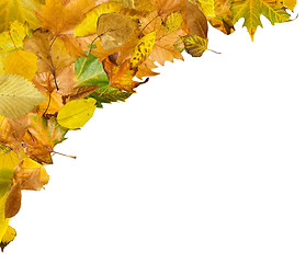 Image showing Border of autumn leaves