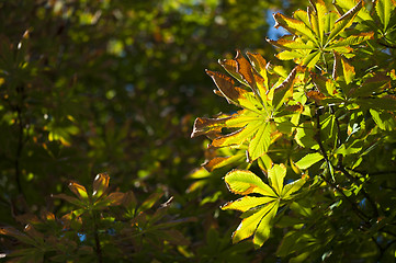 Image showing Natural background with autumn leaves