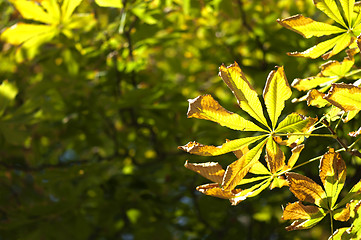 Image showing Natural background with autumn leaves