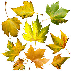 Image showing Autumn leaves set. White isolated