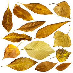 Image showing Autumn leaves set. White isolated