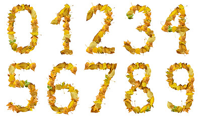 Image showing Set of numbers made of autumn leaves