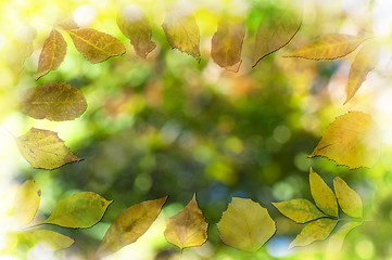 Image showing Natural background with autumn leaves