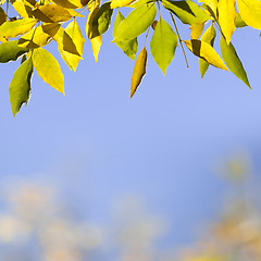 Image showing Natural background with autumn leaves