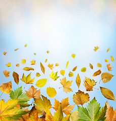 Image showing Border of autumn leaves