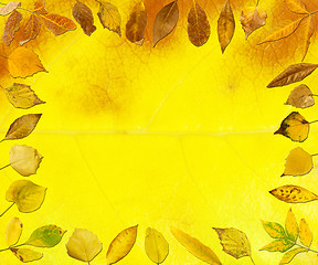 Image showing Border of autumn leaves