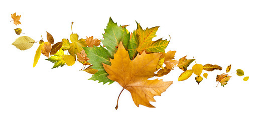 Image showing Autumn leaves set. White isolated