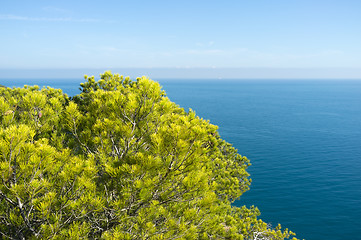 Image showing Mediterranean pine trees