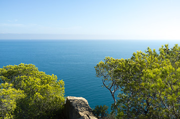 Image showing Mediterranean pine trees