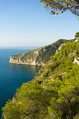 Image showing Pine forested coast